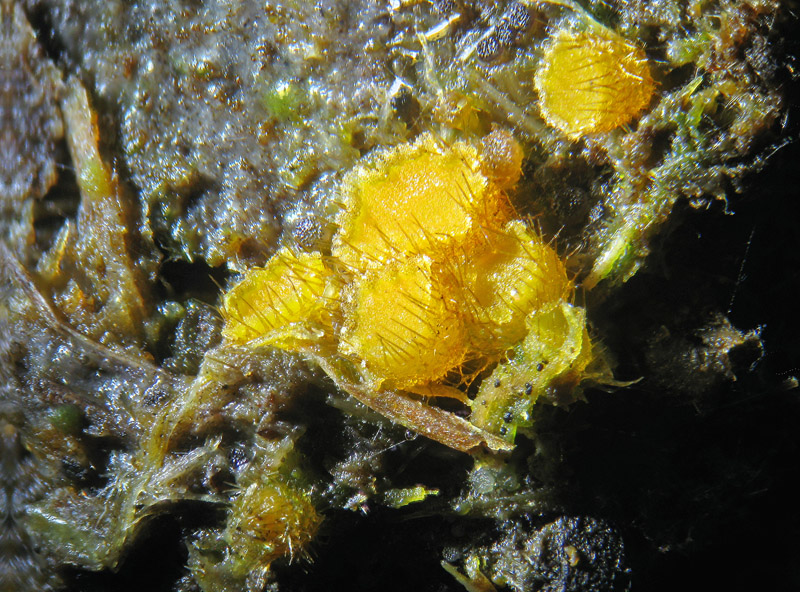 Lasiobolus sp. ?